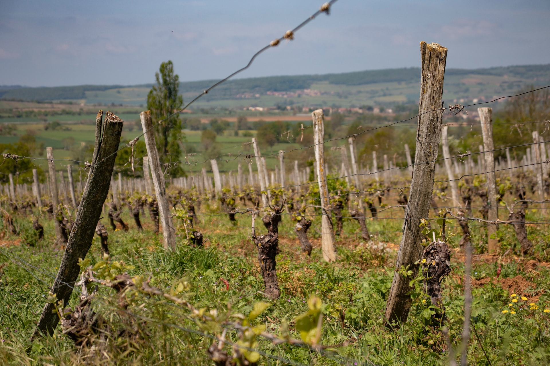 Beaujolais