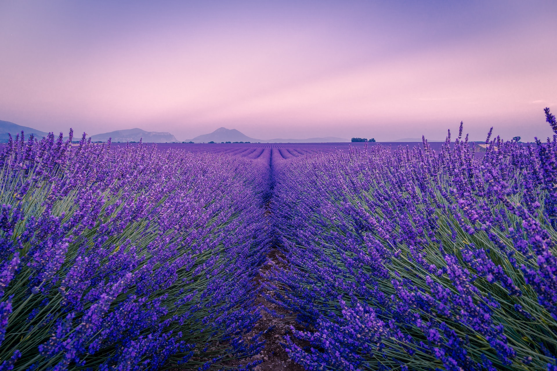 Provence Présentiel