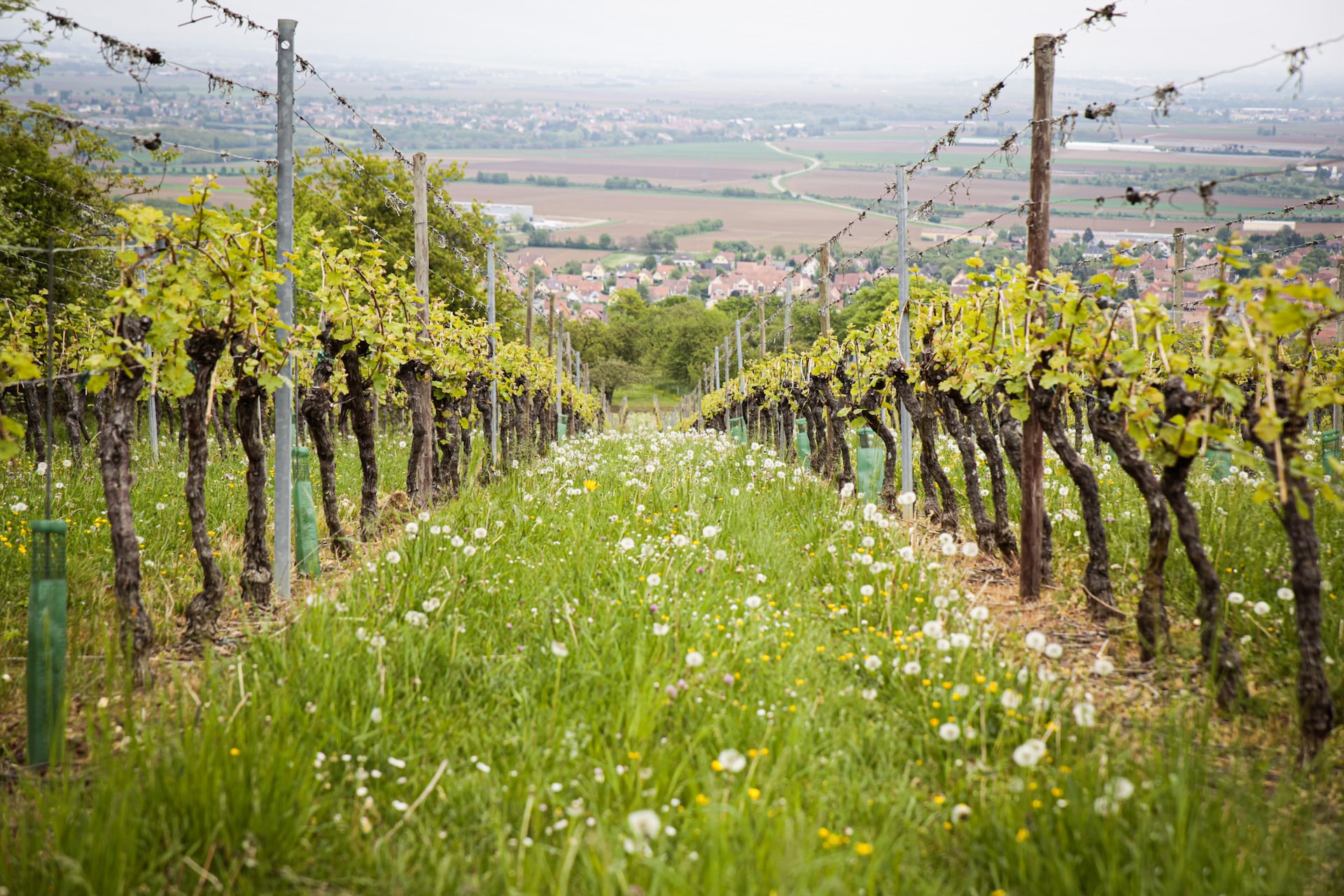 Languedoc Roussillon Distanciel