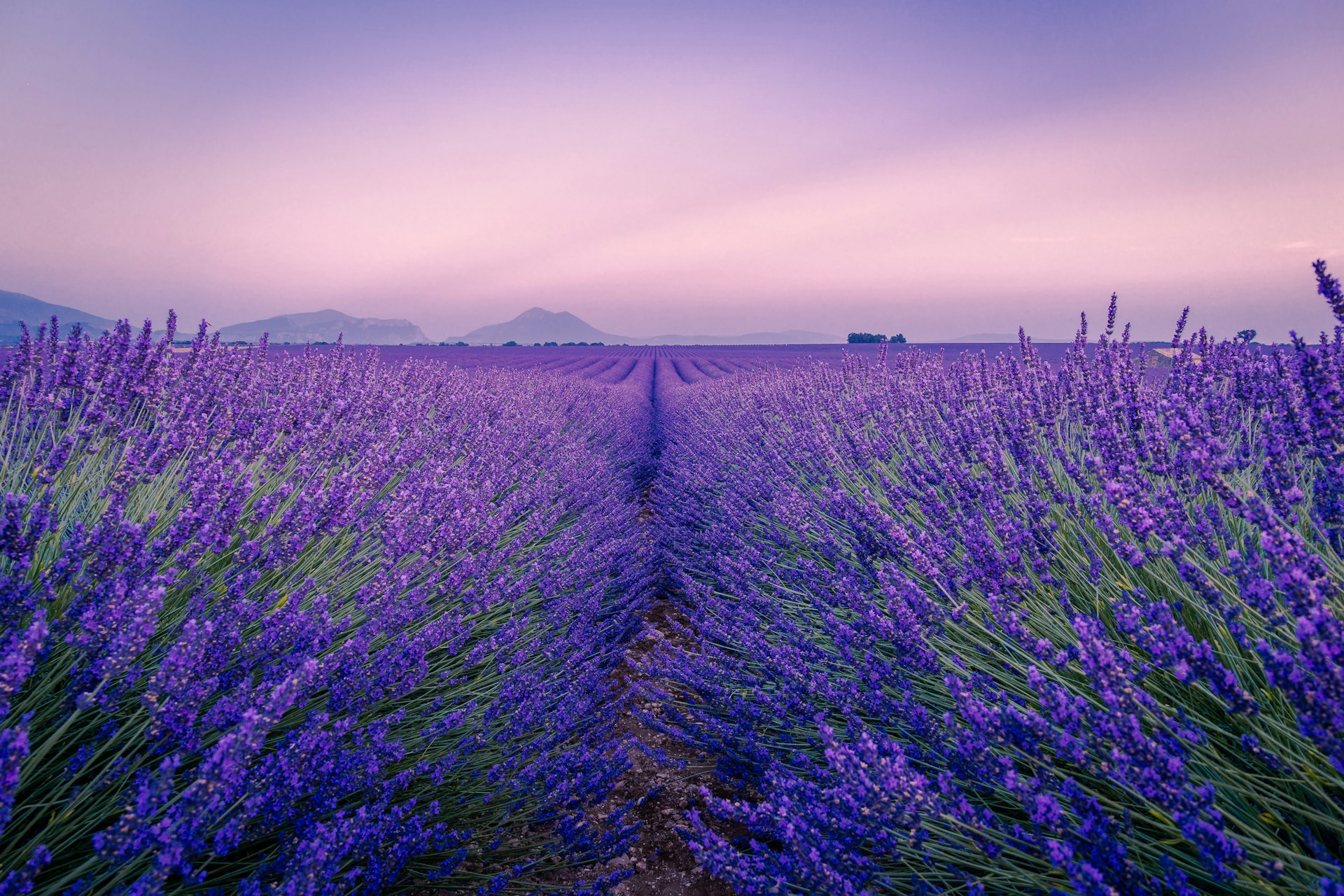 Provence Distanciel